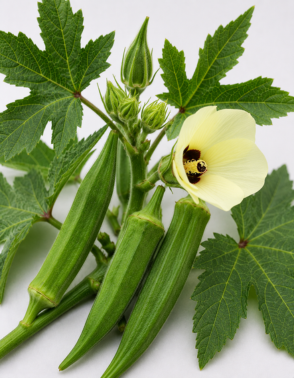 Testing service for Okra Buds in Sangrur, Punjab, India